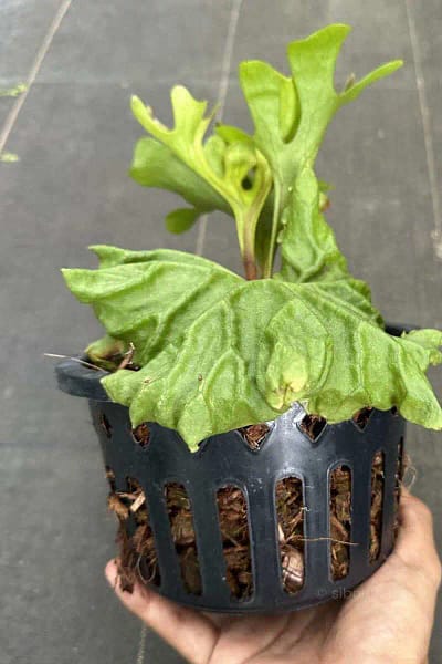 Platycerium Ridleyi dwarf for sale