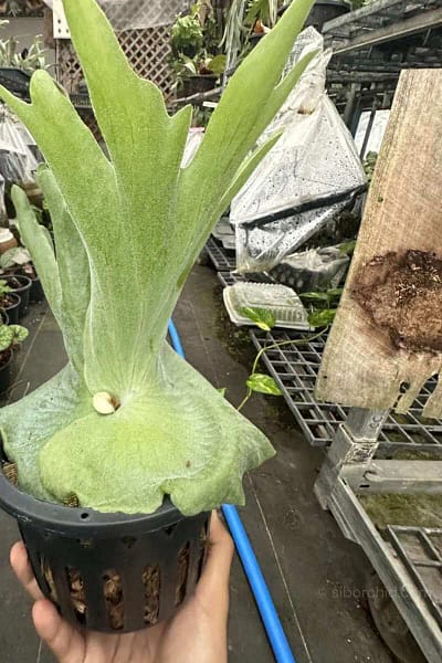 platycerium grande for sale