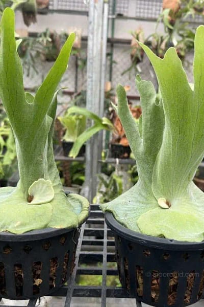 platycerium grande for sale