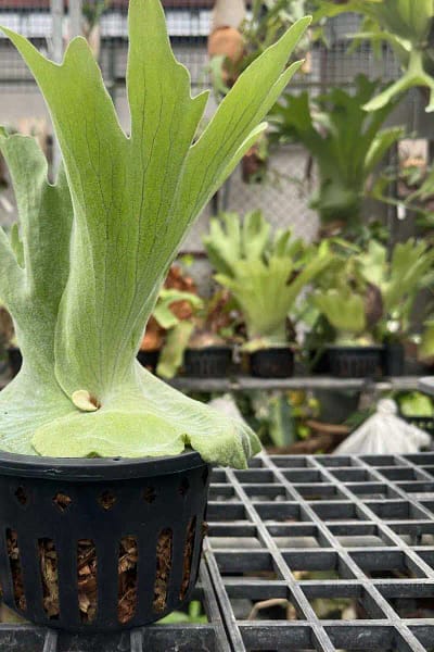 platycerium grande for sale