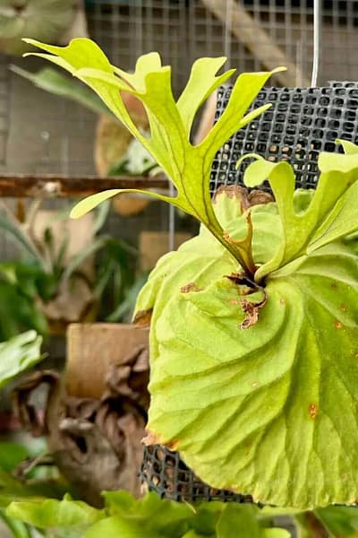 Platycerium ridleyi for sale siborchid
