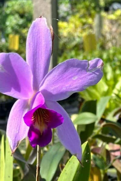 Laelia sincorana siborchid
