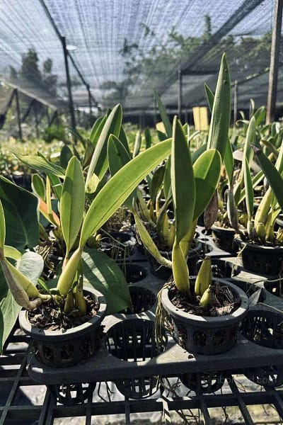 Laelia sincorana siborchid