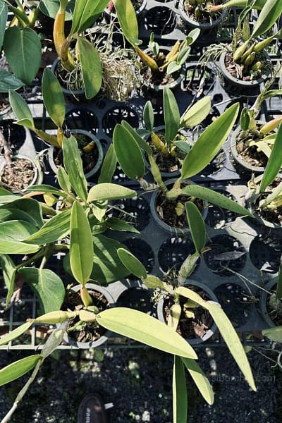 Laelia sincorana siborchid