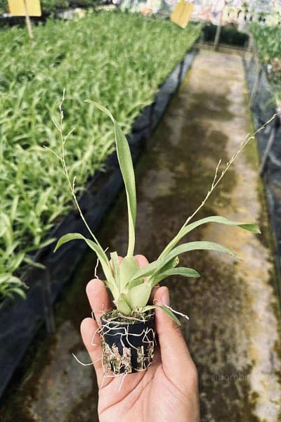 Oncidium Twinkle Orchid Oncidium plant yellow