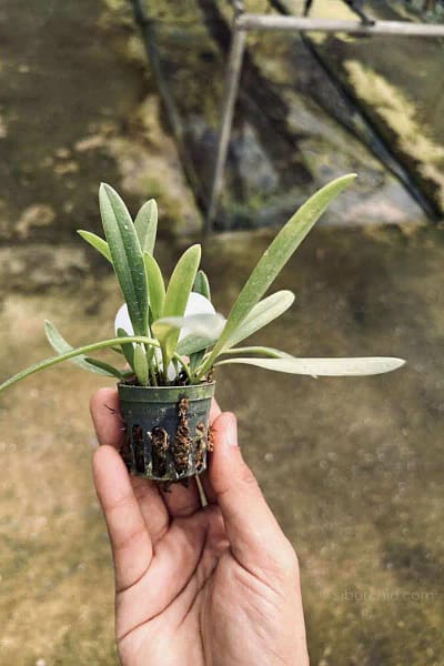 Bulbophyllum repens care guide How to grow Bulbophyllum repens