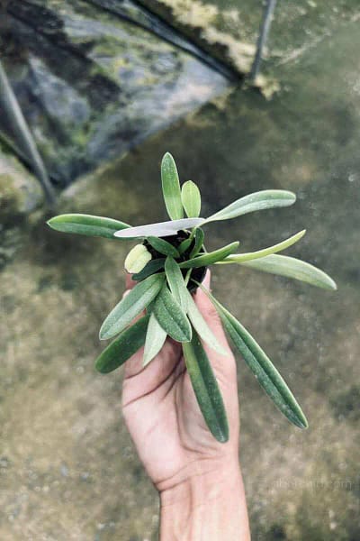 Bulbophyllum repens care guide How to grow Bulbophyllum repens