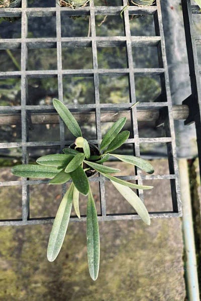 Bulbophyllum repens care guide How to grow Bulbophyllum repens