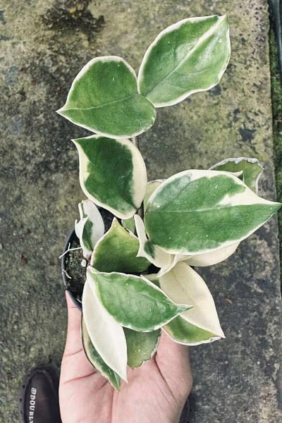 Hoya carnosa variegata