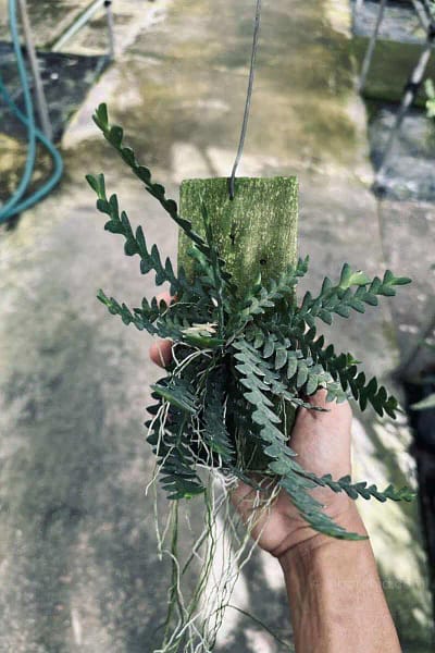 dendrobium leonis for sale