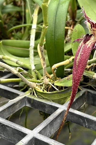 Bulbophyllum fascinator