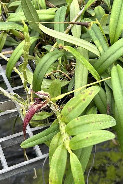 Bulbophyllum fascinator