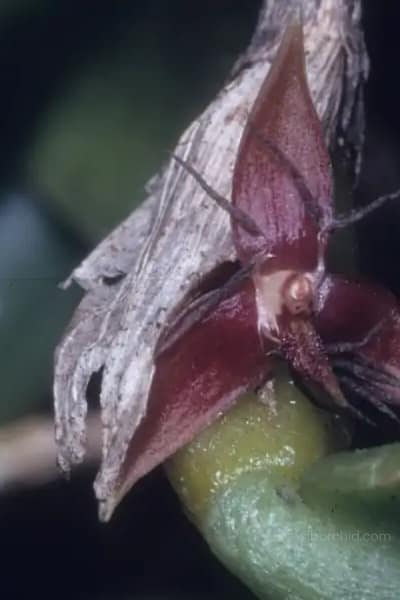 Photo by © W Rysy and The Swiss Orchid Foundation at the Jany Renz Heraria Website