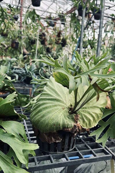 platycerium kitshakood