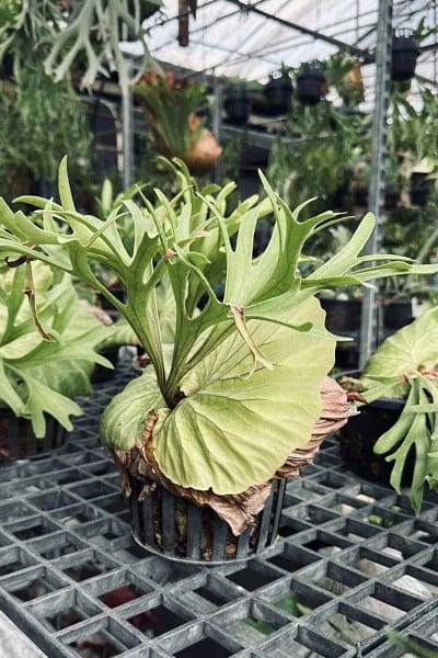 platycerium kitshakood