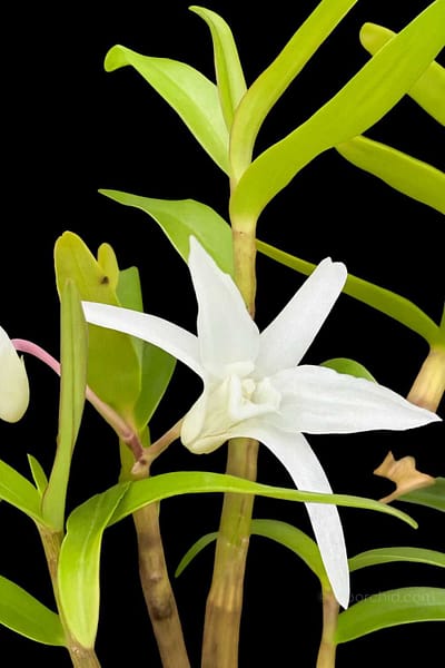 Dendrobium moniliforme