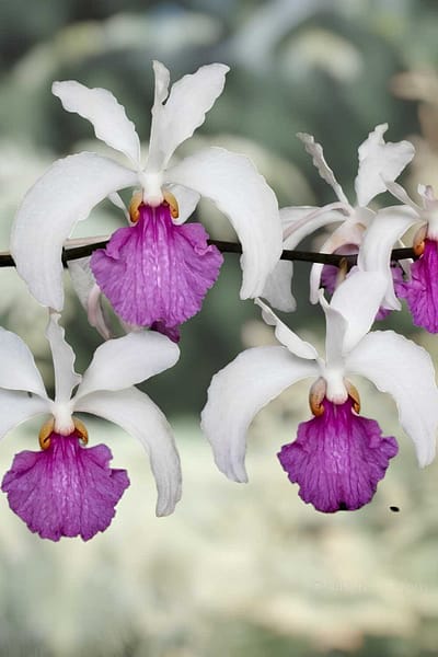 Holcoglossum Kimballianum