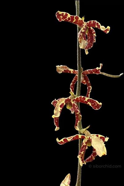 Dimorphorchis lowii