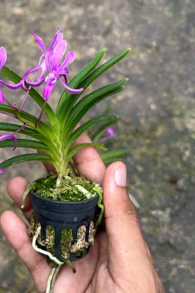 Neofinetia falcata 'Koto' x 'Shutennou', Pink