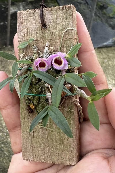 Dendrobium fuscifaucium