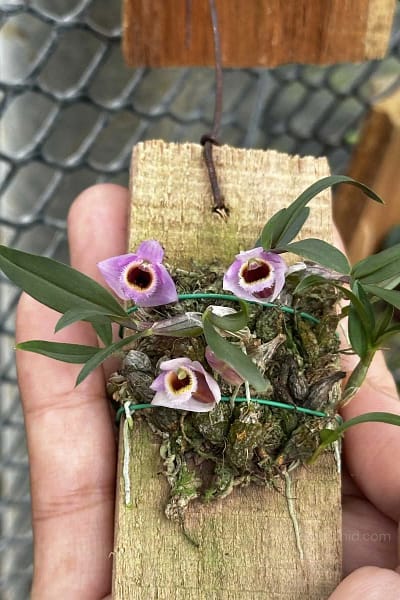 Dendrobium fuscifaucium