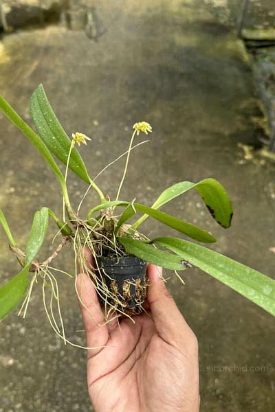Bulbophyllum auratum Yellow