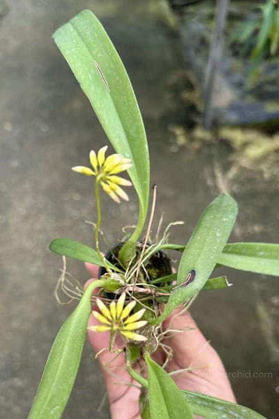 Bulbophyllum auratum Yellow