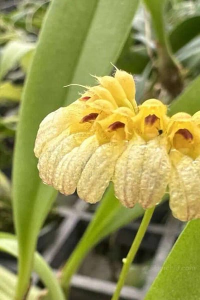 Bulbophyllum auratum Yellow