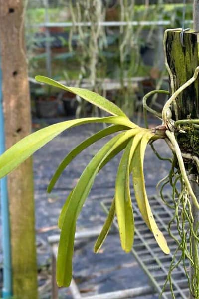 Rhynchostylis retusa