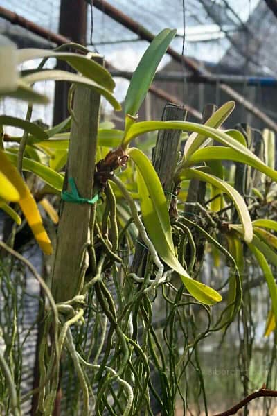 Rhynchostylis retusa