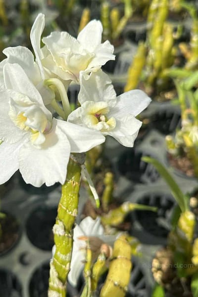 dendrobium nobile truelove