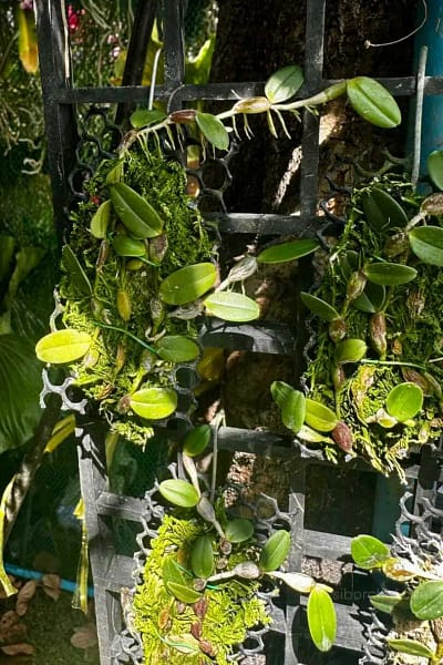 Bulbophyllum planibulbe