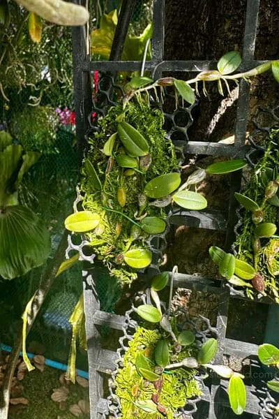 Bulbophyllum planibulbe