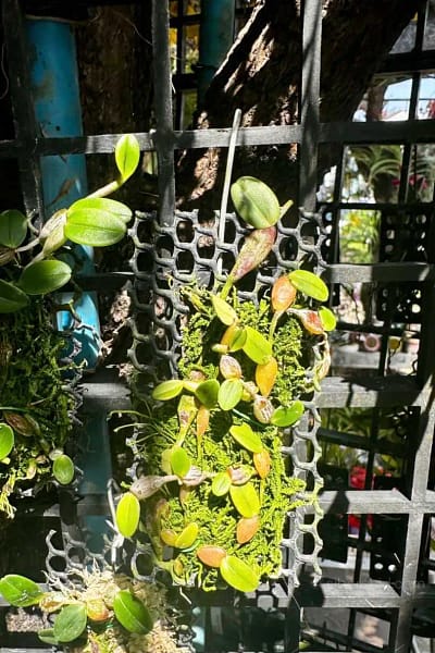 Bulbophyllum planibulbe