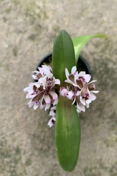Dendrobium peguanum