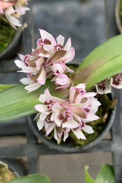 Dendrobium peguanum