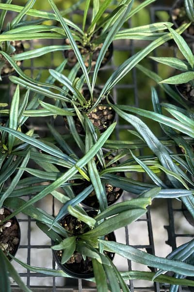 Home - Microsorum thailandicum Blue Oil Fern