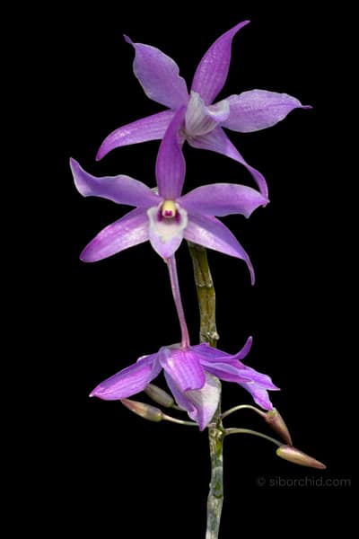 Dendrobium hercoglossum