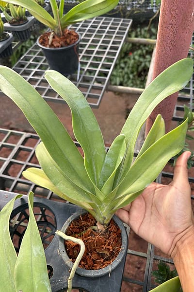Vandopsis gigantea for sale