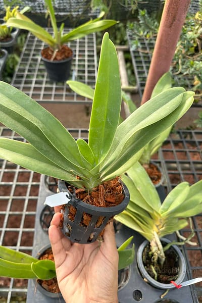 Vandopsis gigantea for sale