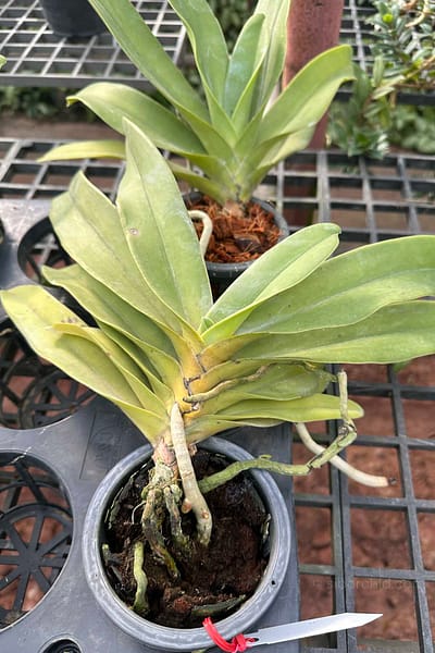 Vandopsis gigantea for sale