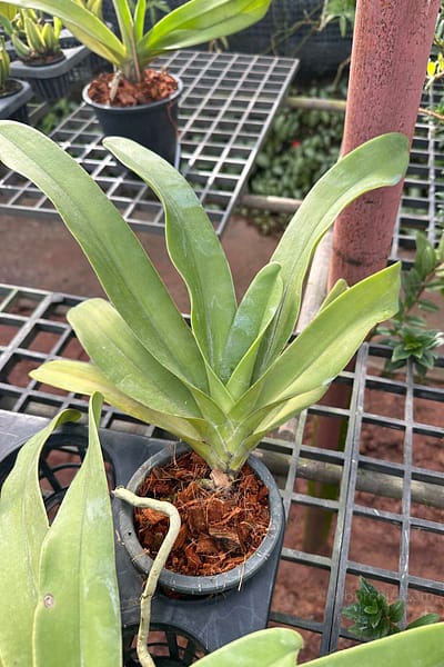 Vandopsis gigantea for sale