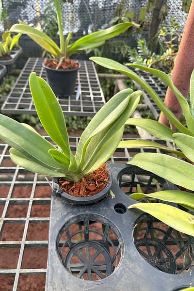 Vandopsis gigantea for sale