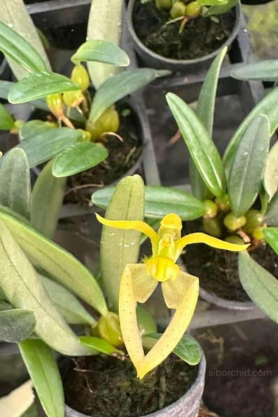 Bulbophyllum lasiochilum alba
