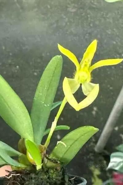 Bulbophyllum lasiochilum alba
