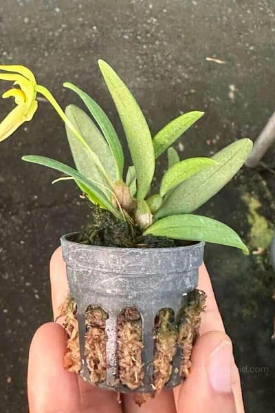 Bulbophyllum lasiochilum alba