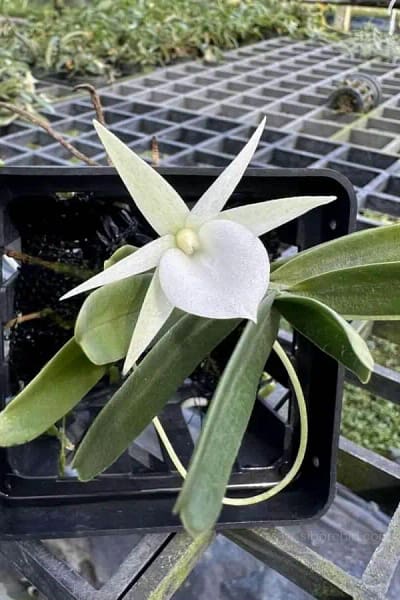 Angraecum didieri for sale siborchid white orchid