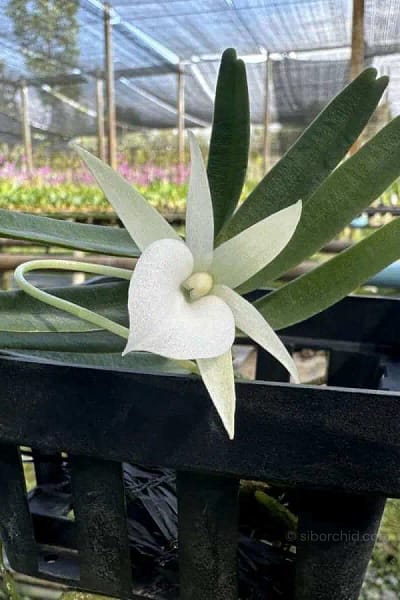 Angraecum didieri for sale siborchid white orchid