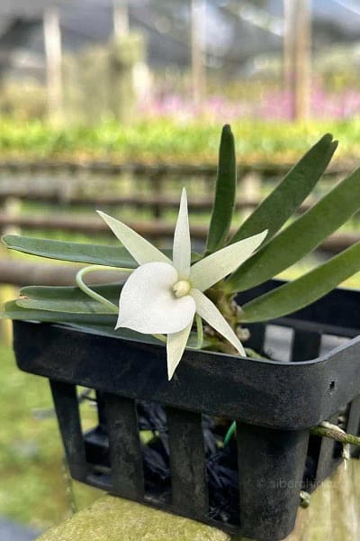 Angraecum didieri for sale siborchid white orchid