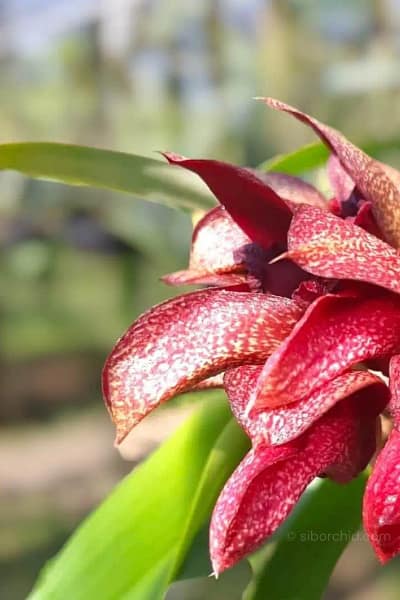 Bulbophyllum Pride of Papua(cruentum x phalaenopsis) siborchid.com
